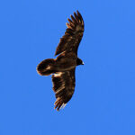 Gypaète barbu volant dans le ciel, oiseau emblématique de Corse