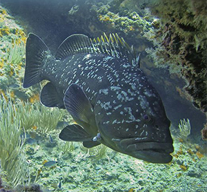 Mérou brun dans la mer Méditerranée en Corse