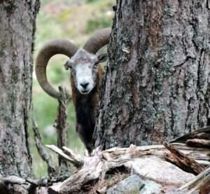 Mouflon corse dans la forêt