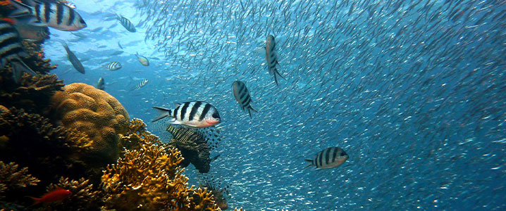 Plongez en famille pour admirer les poissons